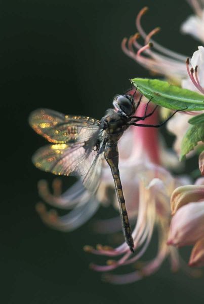 Georgia, Close-up of dragonfly Backlit on Azalea